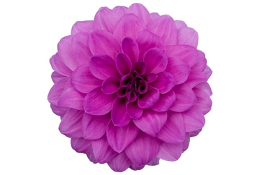 Dahlia Hypnotica Thumbnail Lavender0.jpg